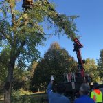 ABATTAGE6 150X150 | Lev Toit Elagage et abattage d’arbres avec grue de levage en Alsace Colmar 0